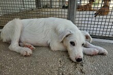 FEDERICO, Hund, Mischlingshund in Italien - Bild 8