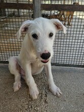 FEDERICO, Hund, Mischlingshund in Italien - Bild 9