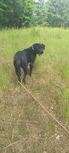 PERLE, Hund, Mischlingshund in Polen - Bild 1