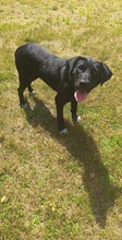 PERLE, Hund, Mischlingshund in Polen - Bild 2