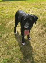 PERLE, Hund, Mischlingshund in Polen - Bild 3