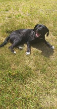 PERLE, Hund, Mischlingshund in Polen - Bild 4