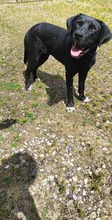 PERLE, Hund, Mischlingshund in Polen - Bild 5