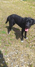 PERLE, Hund, Mischlingshund in Polen - Bild 6