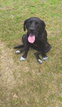 PERLE, Hund, Mischlingshund in Polen - Bild 7