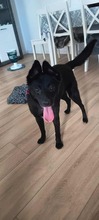 MAJO, Hund, Mischlingshund in Polen - Bild 1