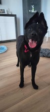 MAJO, Hund, Mischlingshund in Polen - Bild 2