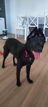 MAJO, Hund, Mischlingshund in Polen - Bild 3