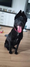 MAJO, Hund, Mischlingshund in Polen - Bild 4
