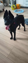 MAJO, Hund, Mischlingshund in Polen - Bild 5