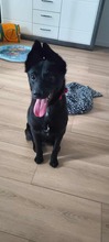 MAJO, Hund, Mischlingshund in Polen - Bild 6