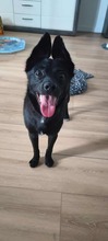 MAJO, Hund, Mischlingshund in Polen - Bild 7