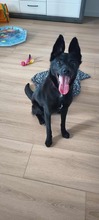 MAJO, Hund, Mischlingshund in Polen - Bild 8