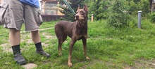 ELA, Hund, Dobermann in Polen - Bild 1