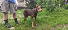ELA, Hund, Dobermann in Polen - Bild 2