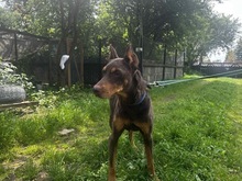 ELA, Hund, Dobermann in Polen - Bild 3