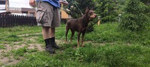 ELA, Hund, Dobermann in Polen - Bild 4
