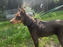 ELA, Hund, Dobermann in Polen - Bild 5
