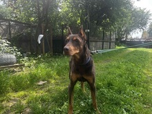 ELA, Hund, Dobermann in Polen - Bild 7