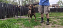 ELA, Hund, Dobermann in Polen - Bild 8
