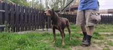 ELA, Hund, Dobermann in Polen - Bild 9