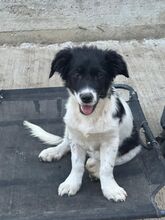 PANDA, Hund, Mischlingshund in Rumänien - Bild 1