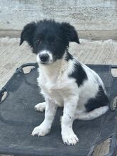 PANDA, Hund, Mischlingshund in Rumänien - Bild 2