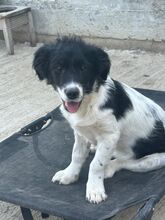 PANDA, Hund, Mischlingshund in Rumänien - Bild 3
