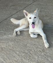 ANGEL, Hund, Mischlingshund in Rumänien - Bild 1