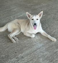 ANGEL, Hund, Mischlingshund in Rumänien - Bild 2