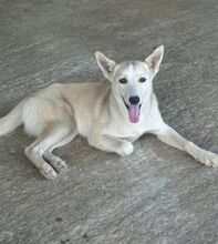ANGEL, Hund, Mischlingshund in Rumänien - Bild 3