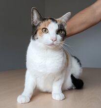 ARKANA, Katze, Europäisch Kurzhaar in Spanien - Bild 1