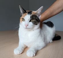 ARKANA, Katze, Europäisch Kurzhaar in Spanien - Bild 2