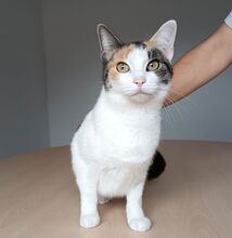 ARKANA, Katze, Europäisch Kurzhaar in Spanien - Bild 4