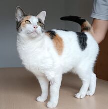 ARKANA, Katze, Europäisch Kurzhaar in Spanien - Bild 8