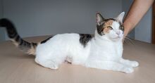 ARKANA, Katze, Europäisch Kurzhaar in Spanien - Bild 9