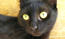 ISIDORA, Katze, Europäisch Kurzhaar in Wrist - Bild 1