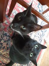ISIDORA, Katze, Europäisch Kurzhaar in Wrist - Bild 10
