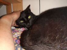 ISIDORA, Katze, Europäisch Kurzhaar in Wrist - Bild 12