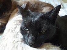 ISIDORA, Katze, Europäisch Kurzhaar in Wrist - Bild 14