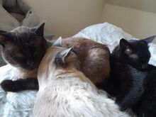 ISIDORA, Katze, Europäisch Kurzhaar in Wrist - Bild 15