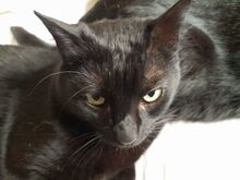 ISIDORA, Katze, Europäisch Kurzhaar in Wrist - Bild 2