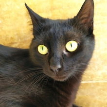 ISIDORA, Katze, Europäisch Kurzhaar in Wrist - Bild 4