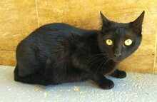 ISIDORA, Katze, Europäisch Kurzhaar in Wrist - Bild 8