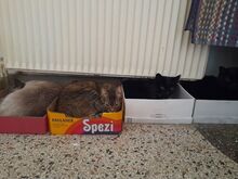 ISIDORA, Katze, Europäisch Kurzhaar in Wrist - Bild 9