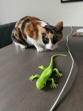 DONNA, Katze, Europäisch Kurzhaar in Philippsburg - Bild 10