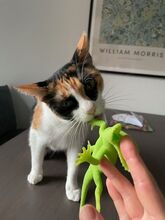 DONNA, Katze, Europäisch Kurzhaar in Philippsburg - Bild 11