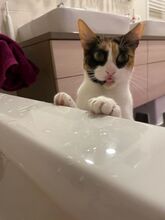 DONNA, Katze, Europäisch Kurzhaar in Philippsburg - Bild 14