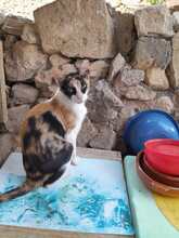 DONNA, Katze, Europäisch Kurzhaar in Philippsburg - Bild 2