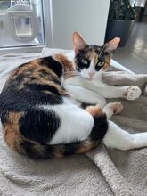DONNA, Katze, Europäisch Kurzhaar in Philippsburg - Bild 6